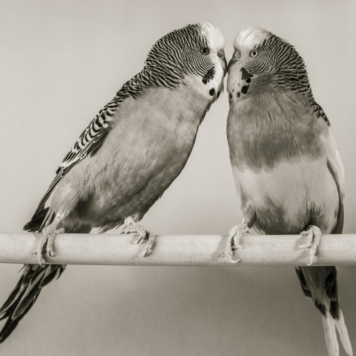 Lovebirds on a Perch Wall Mural in your room — zoomed