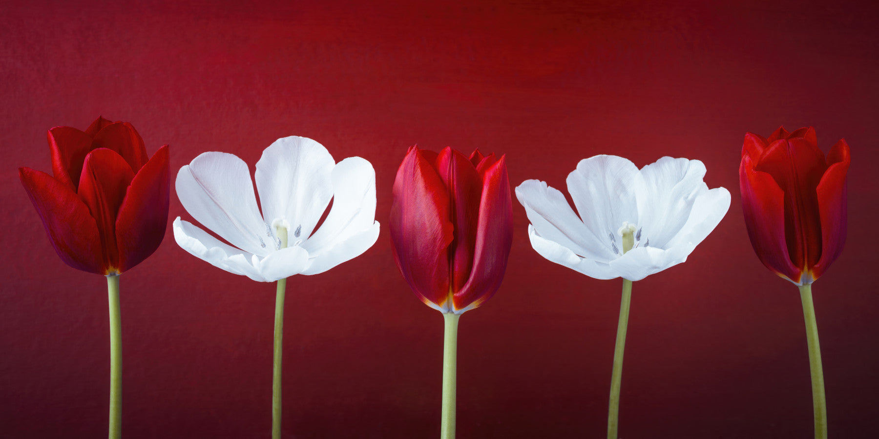 Tulips in a row Wall Mural