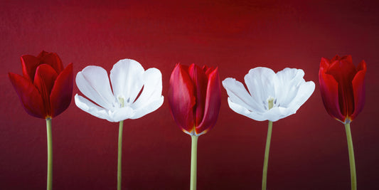 Tulips in a row Wall Mural
