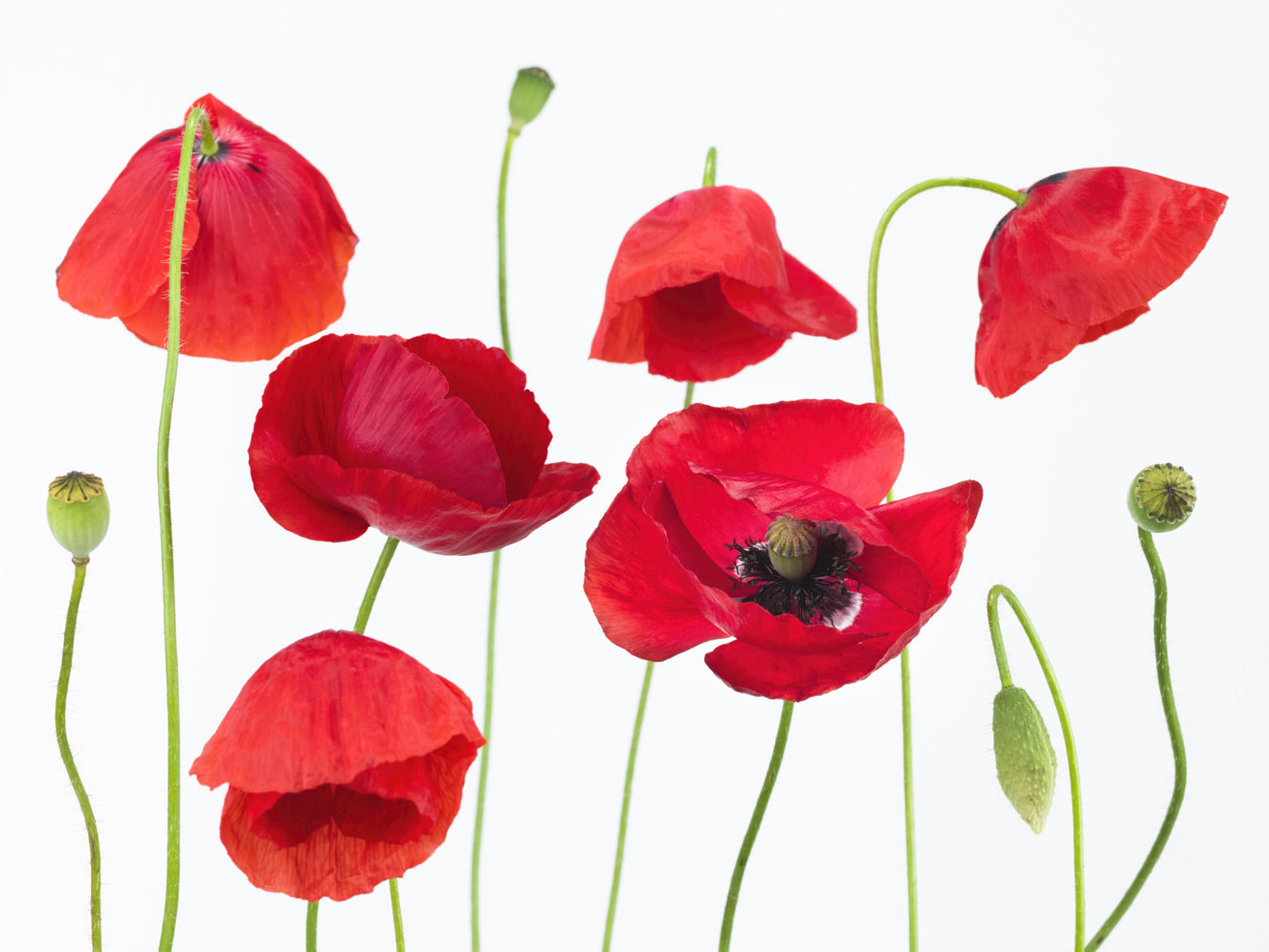 Crimson Poppy Field Wall Mural