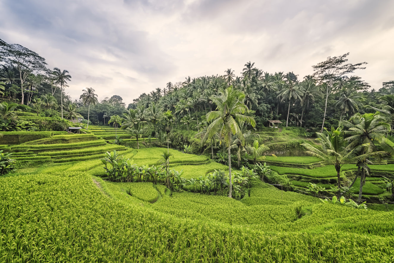 Bali Rice Terraces Wall Mural