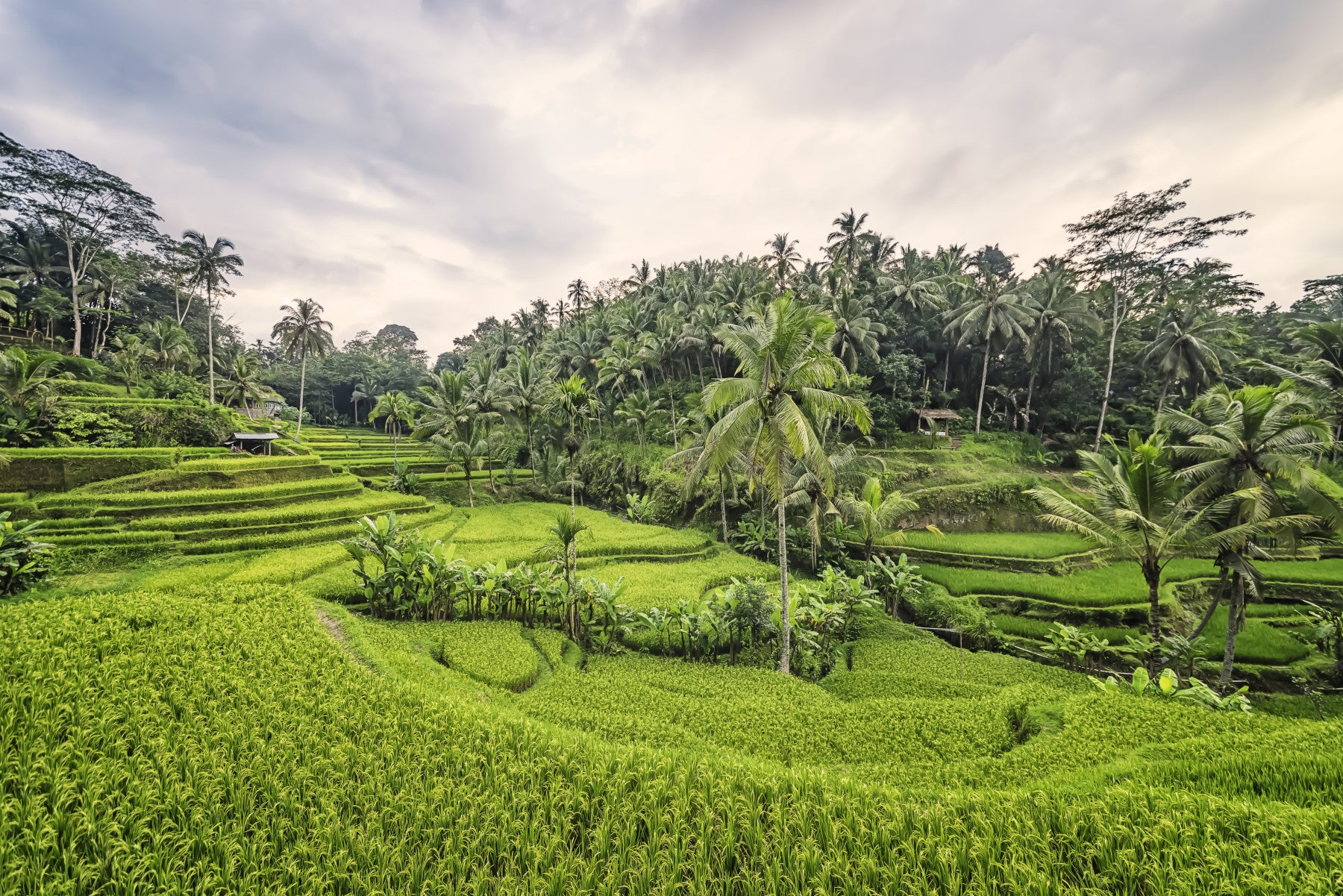 Bali Rice Terraces Wall Mural