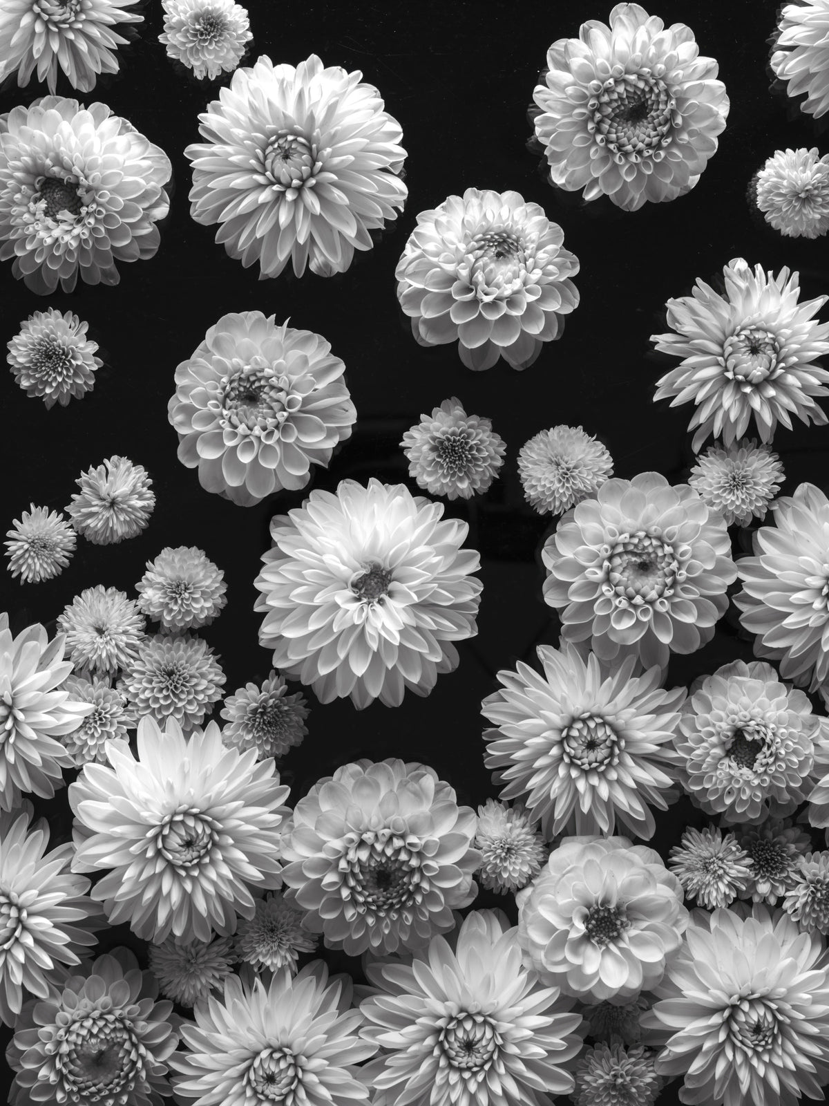 Dahlia Dreamscape Wall Mural in your room