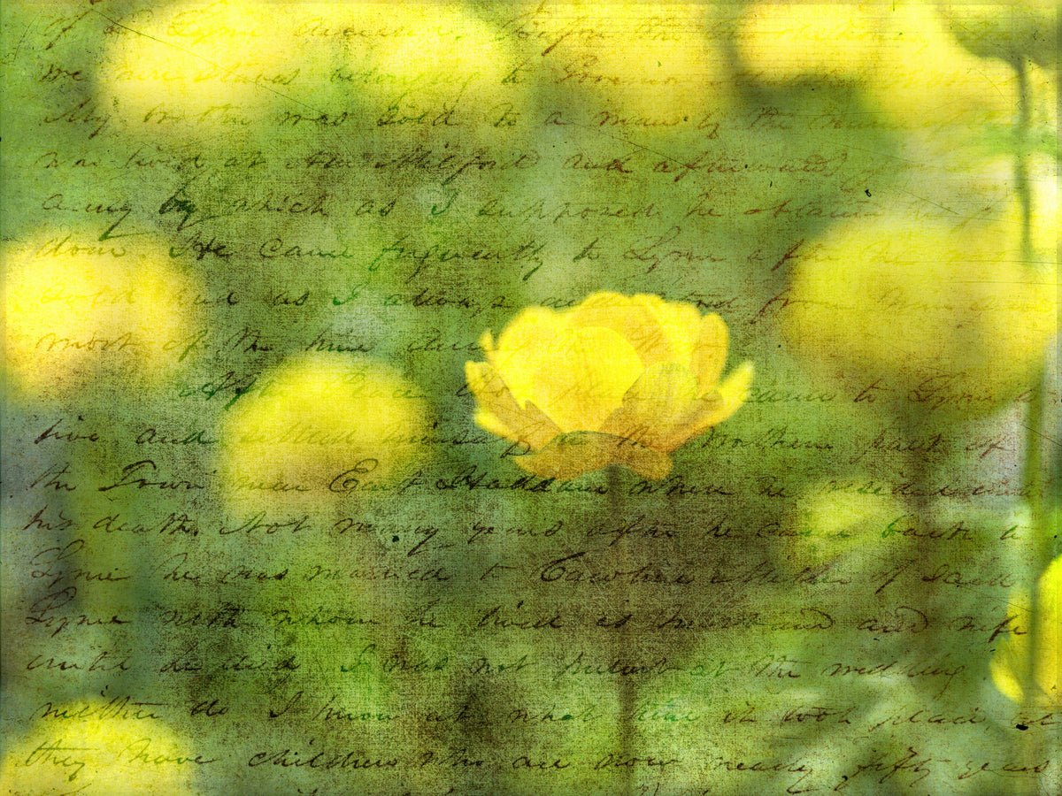 Golden Bloom Script Wall Mural in your room