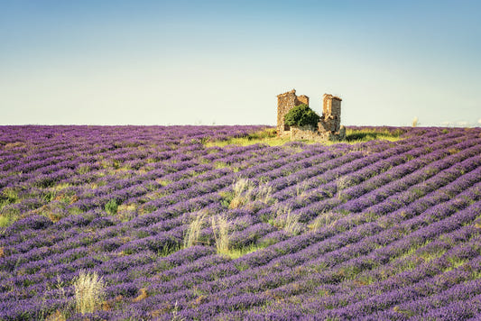 Lavender Field Sunset Wall Mural