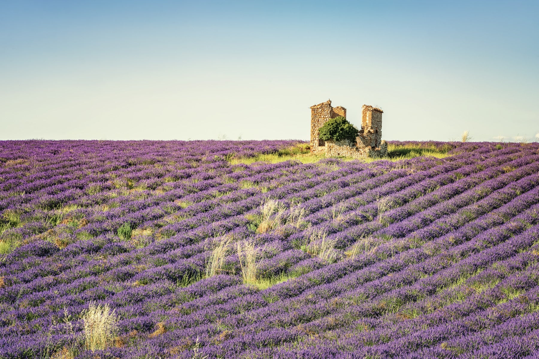 Lavender Field Sunset Wall Mural in your room — zoomed