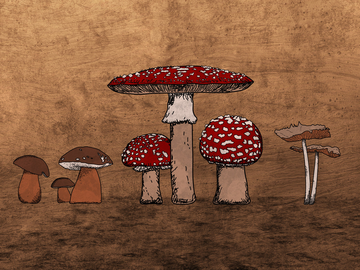 Ancient Mushrooms Wall Mural in your room