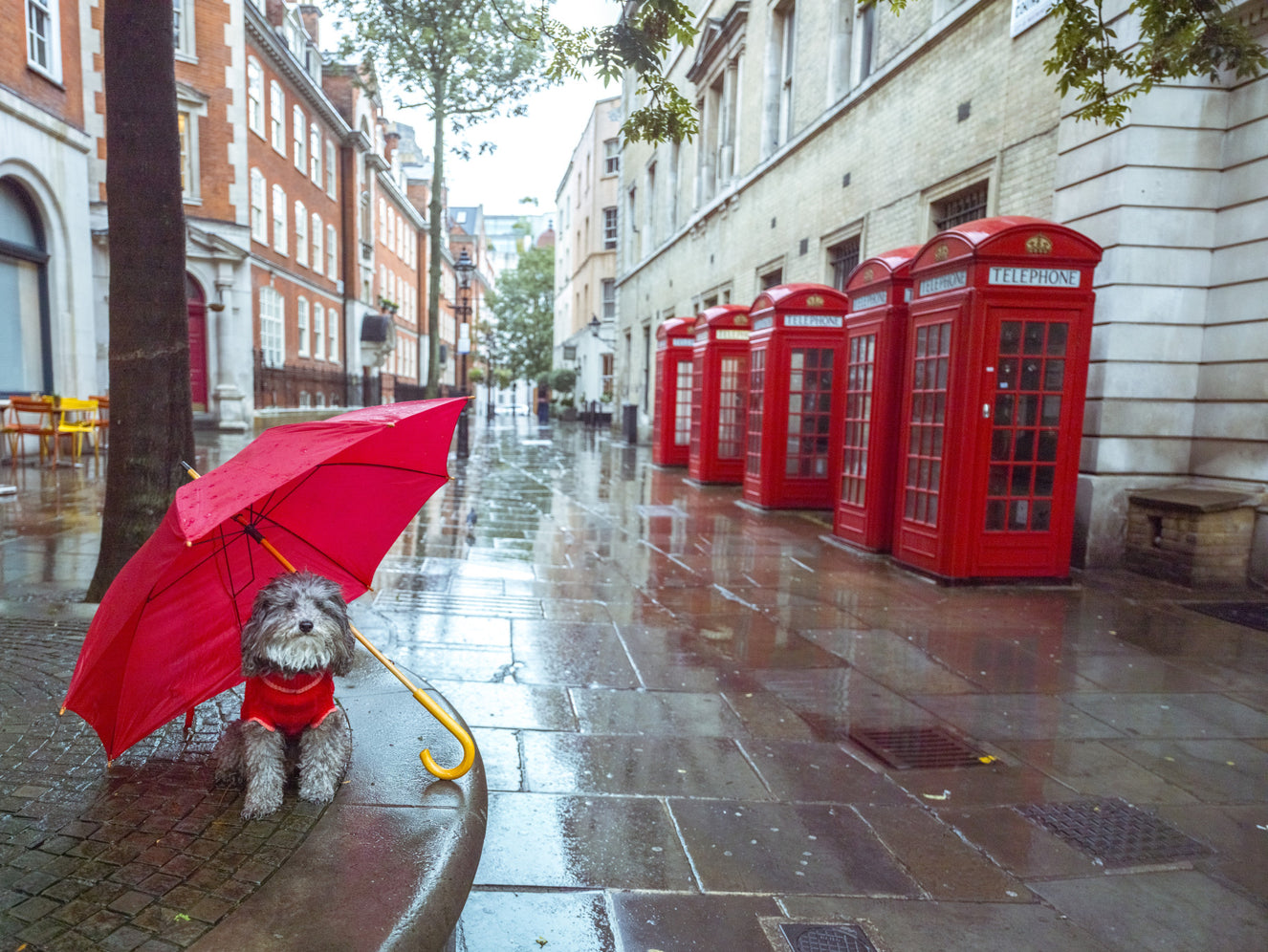 Rainy Day Pup Wall Mural