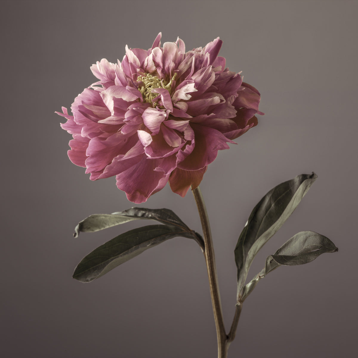 Peony Blush Wall Mural in your room — zoomed