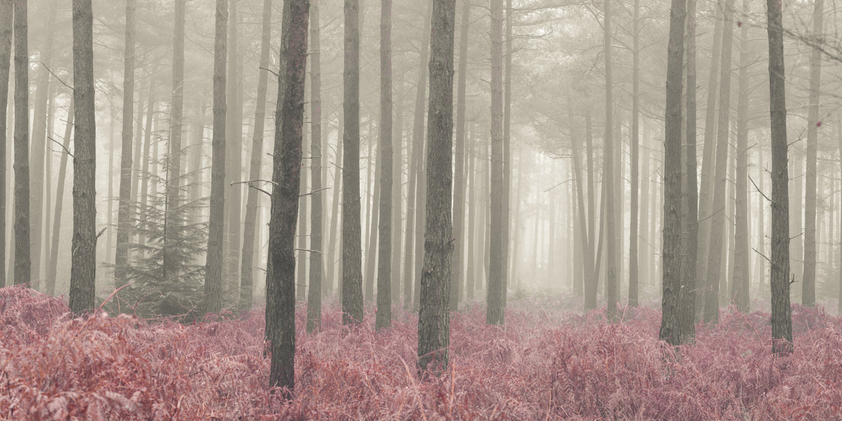 Crimson Whisper Woods Wall Mural in your room