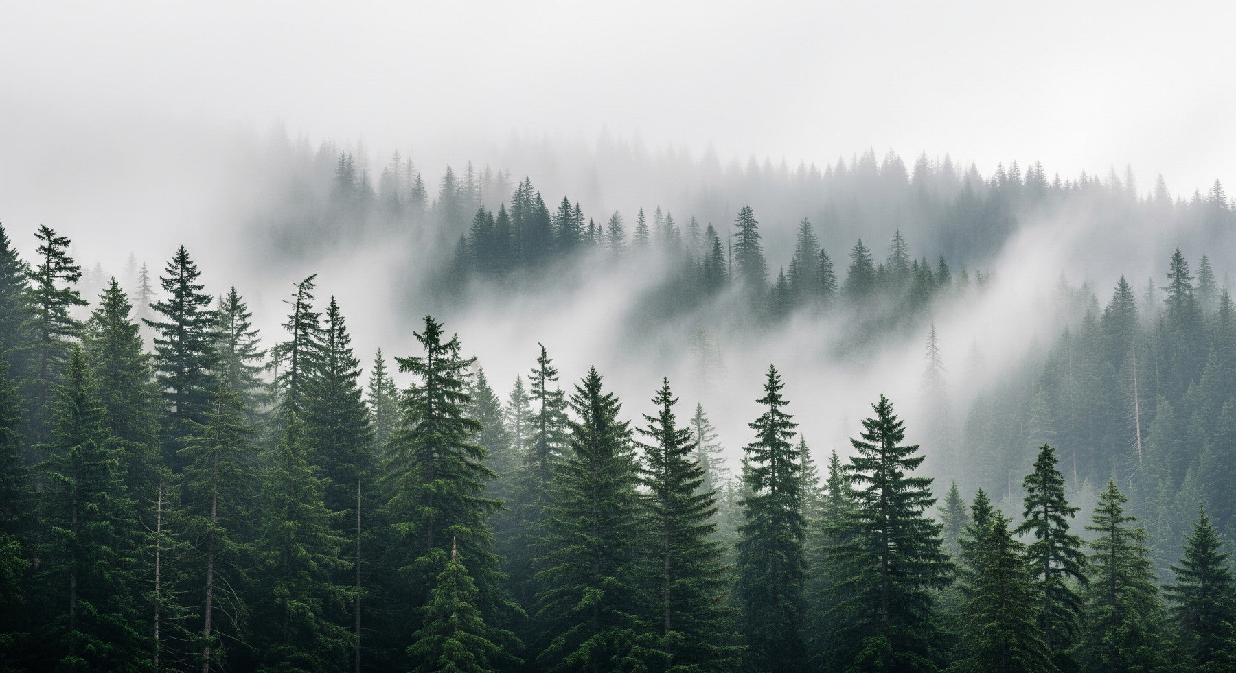Woodland Haze Wall Mural in your room — zoomed