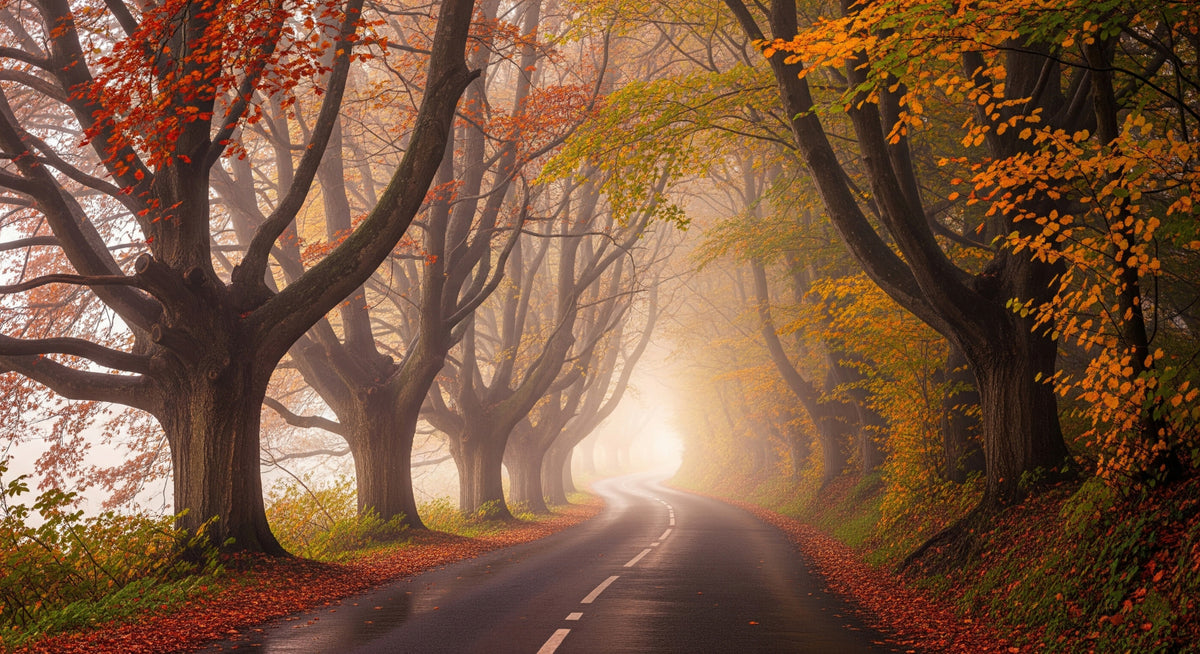 Autumnal Road Serenity Wall Mural in your room — zoomed
