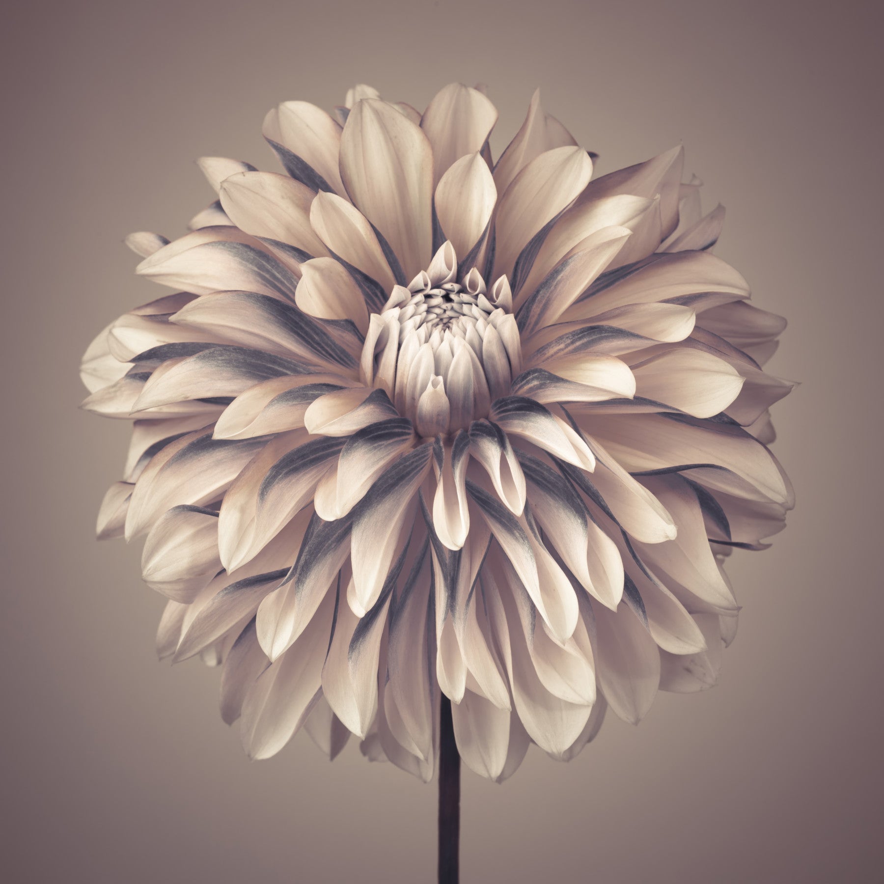 Soft Vintage Dahlia Wall Mural