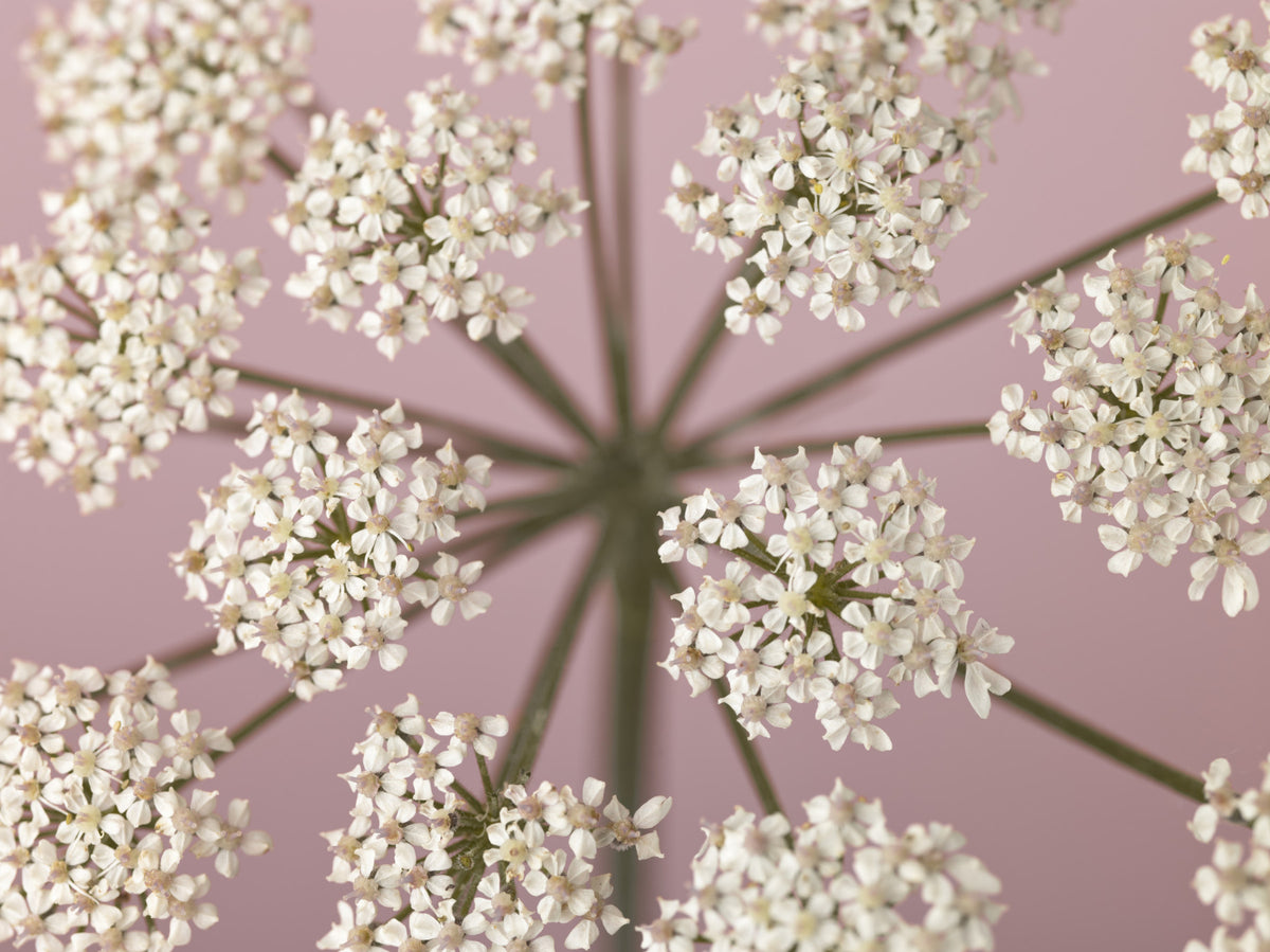 Wildflower Whispers Wall Mural in your room