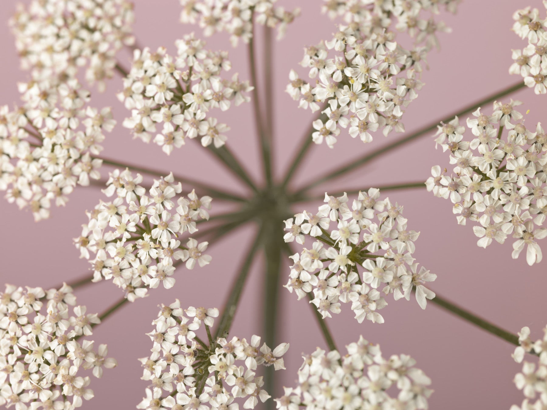 Wildflower Whispers Wall Mural