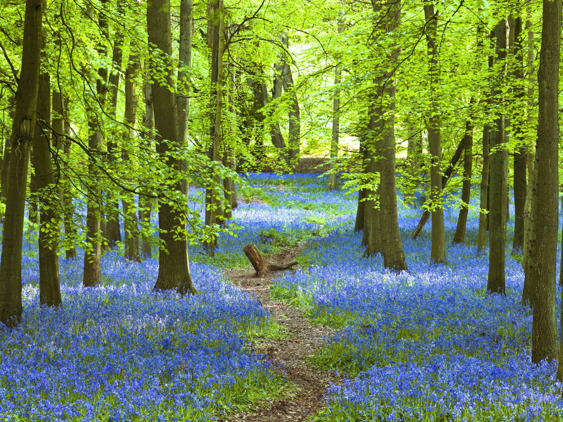 Accent wall mural with azure path landscape, modern apartment decor in blue tones