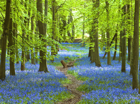 Azure Pathway Wall Mural