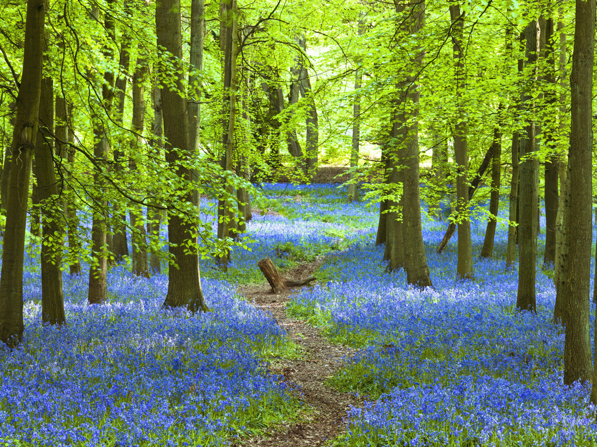Azure Pathway Wall Mural in your room — zoomed