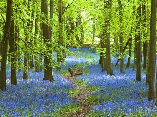 Azure Pathway Wall Mural