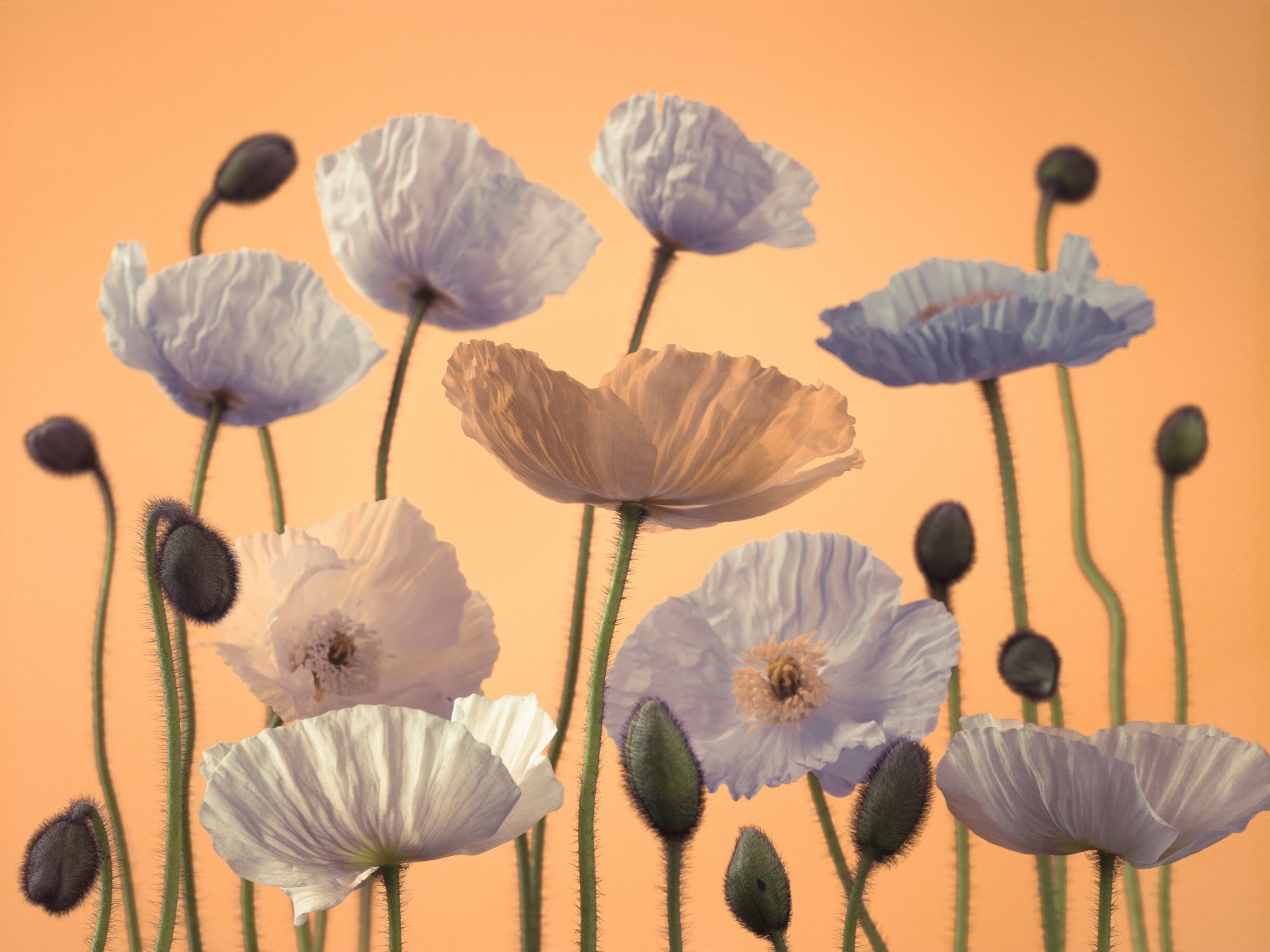 Floral Spectacle Wall Mural in your room — zoomed