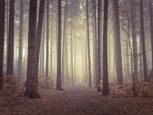 Enigmatic Beauty of Forest Wall Mural