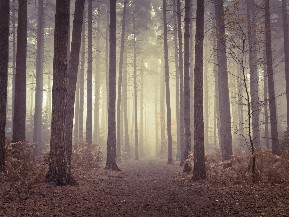 Enigmatic Beauty of Forest Wall Mural in your room