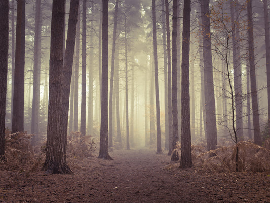 Enigmatic Beauty of Forest Wall Mural