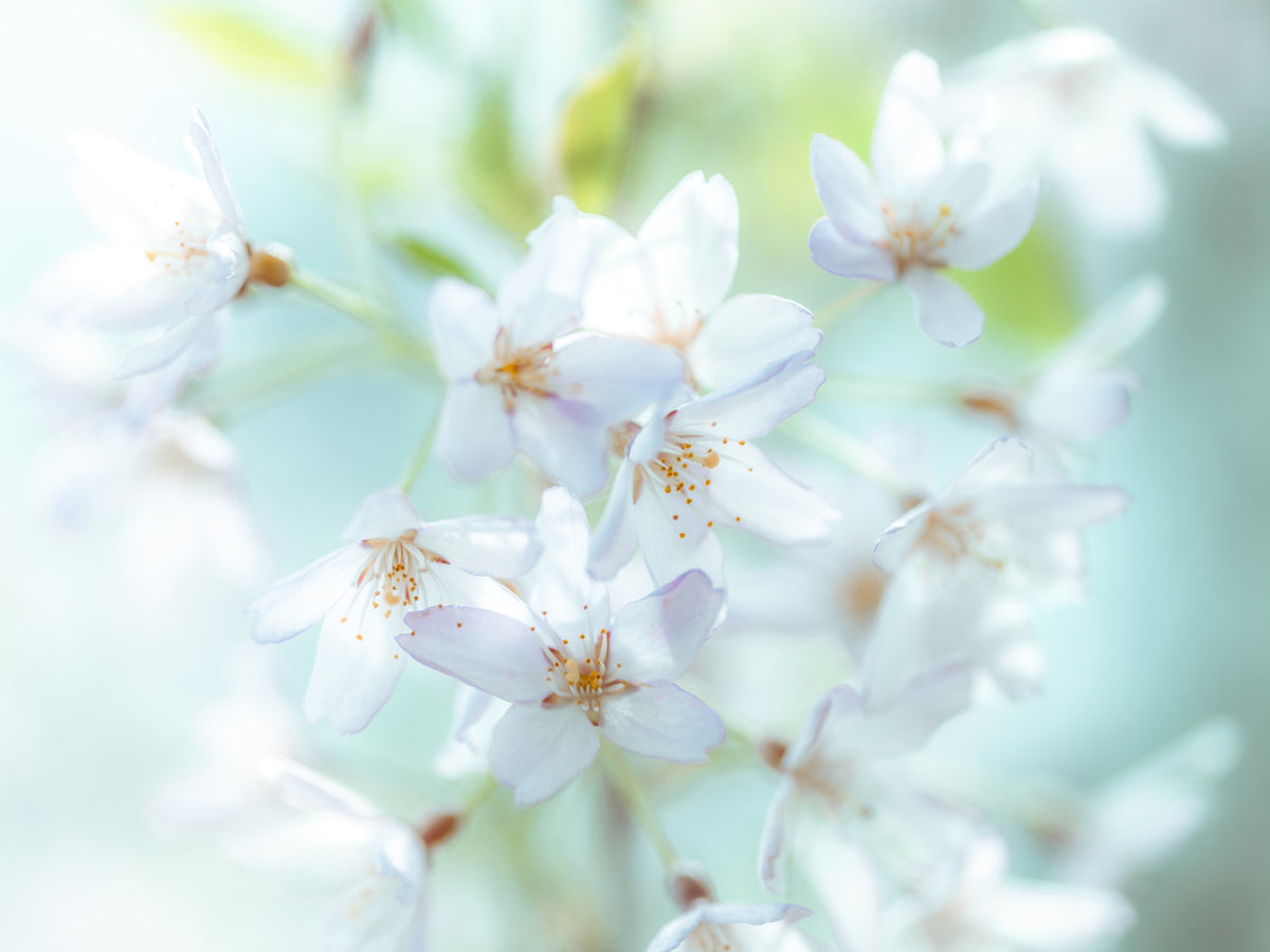 Springtime Blossoms Wall Mural