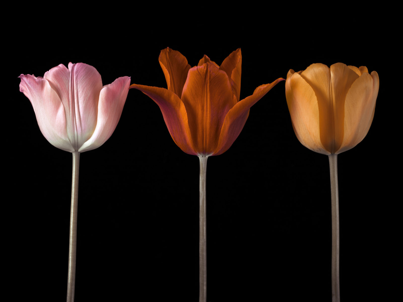 Tulip Trio Wall Mural in your room
