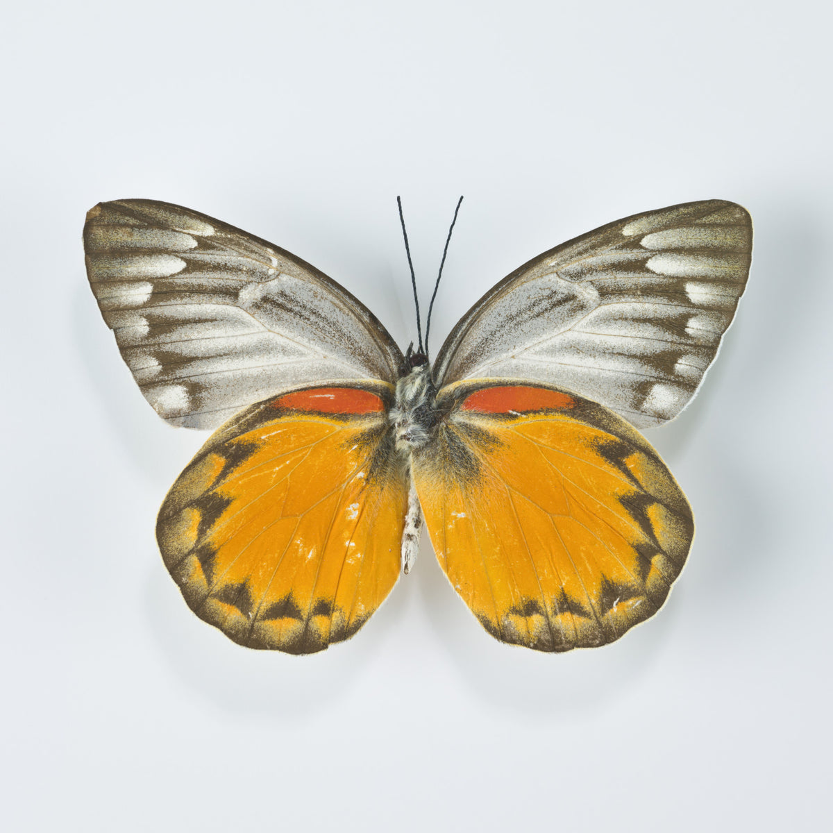 Whimsical Butterfly Wall Mural in your room