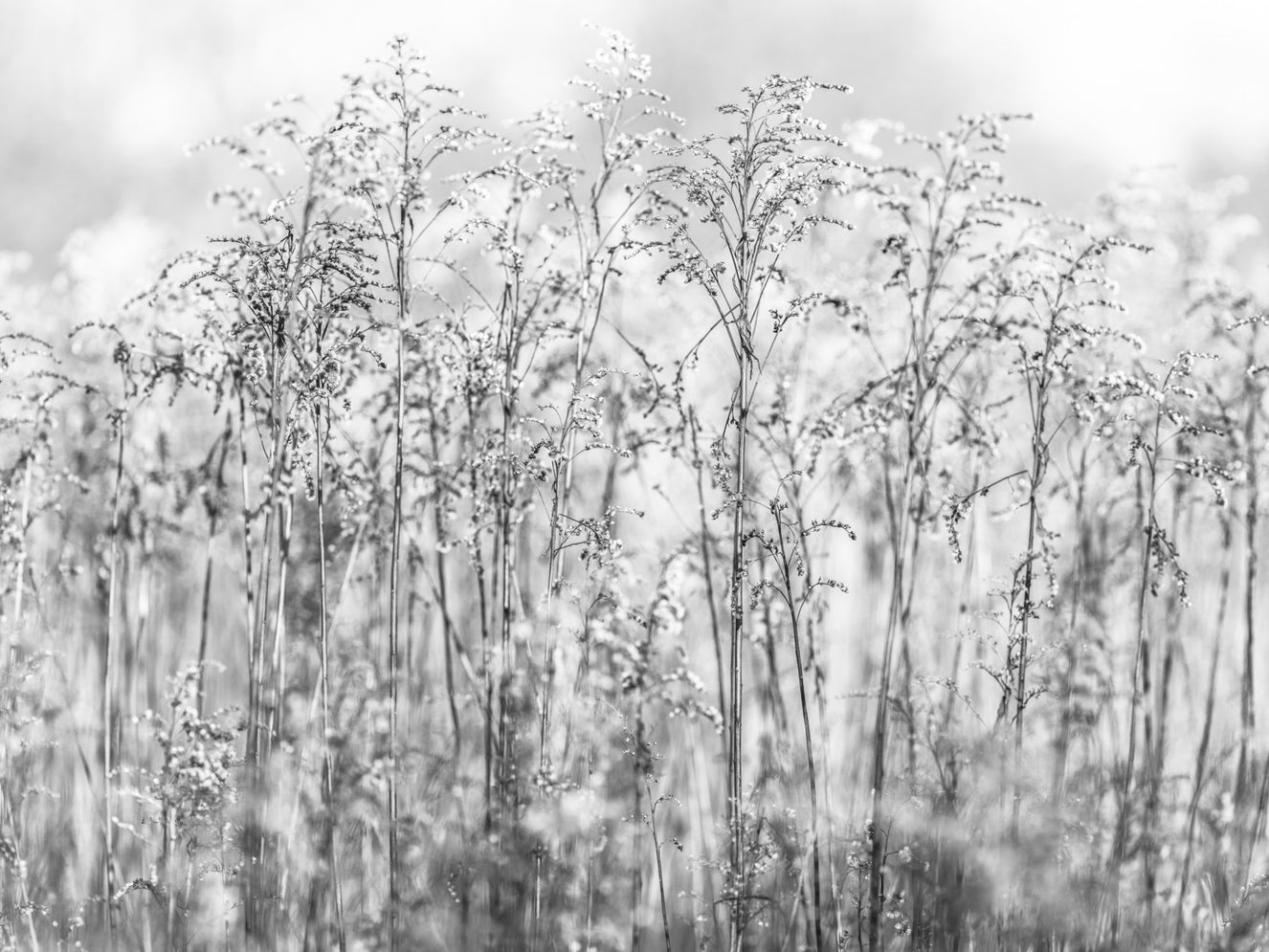 Whispering Weeds Wall Mural