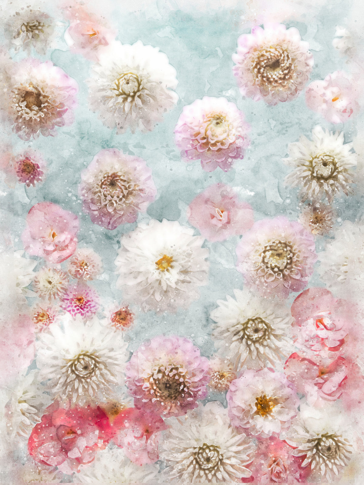Dahlia Flowers Wall Mural in your room