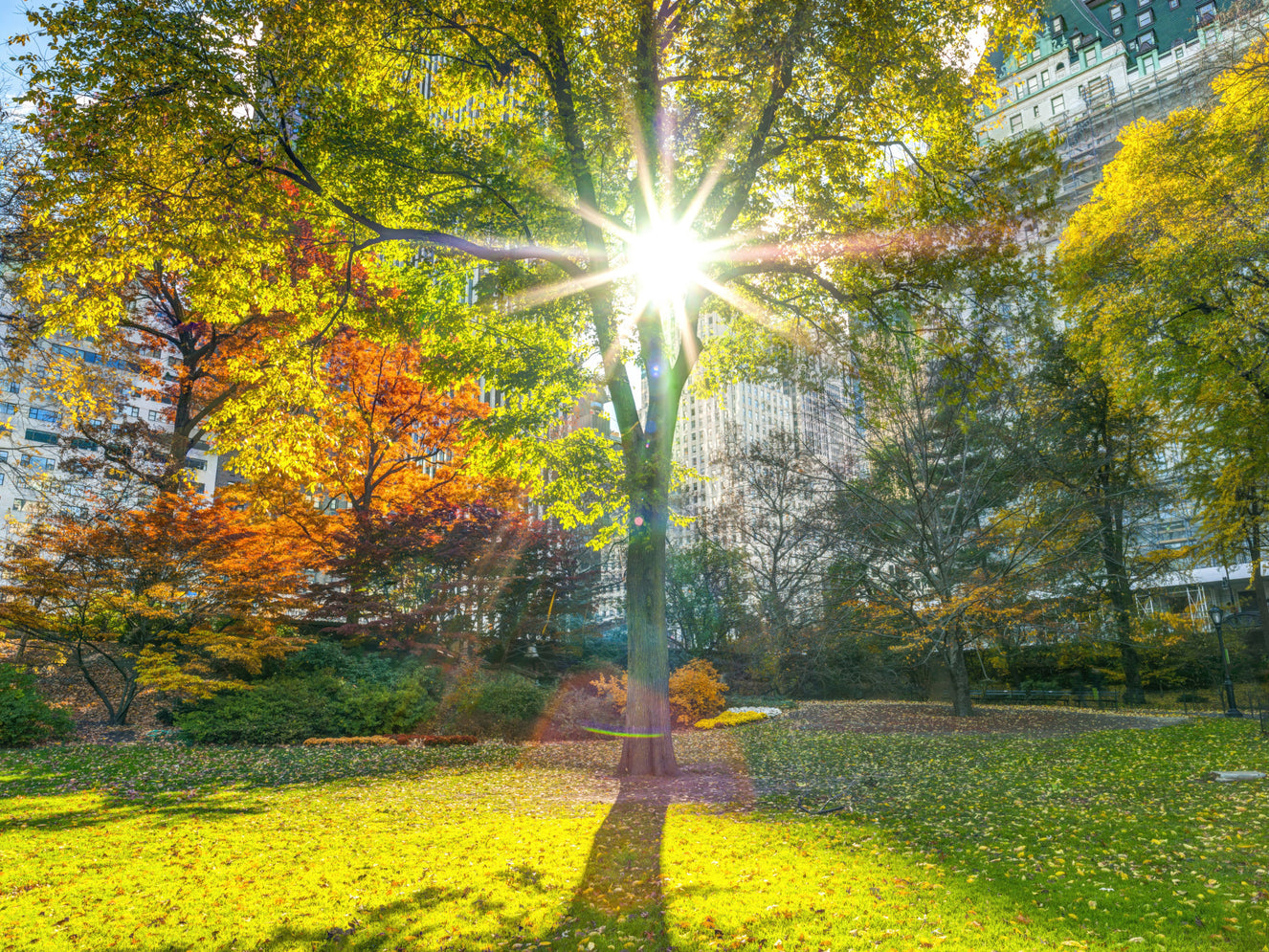 Sun Rays Through Trees Wall Mural
