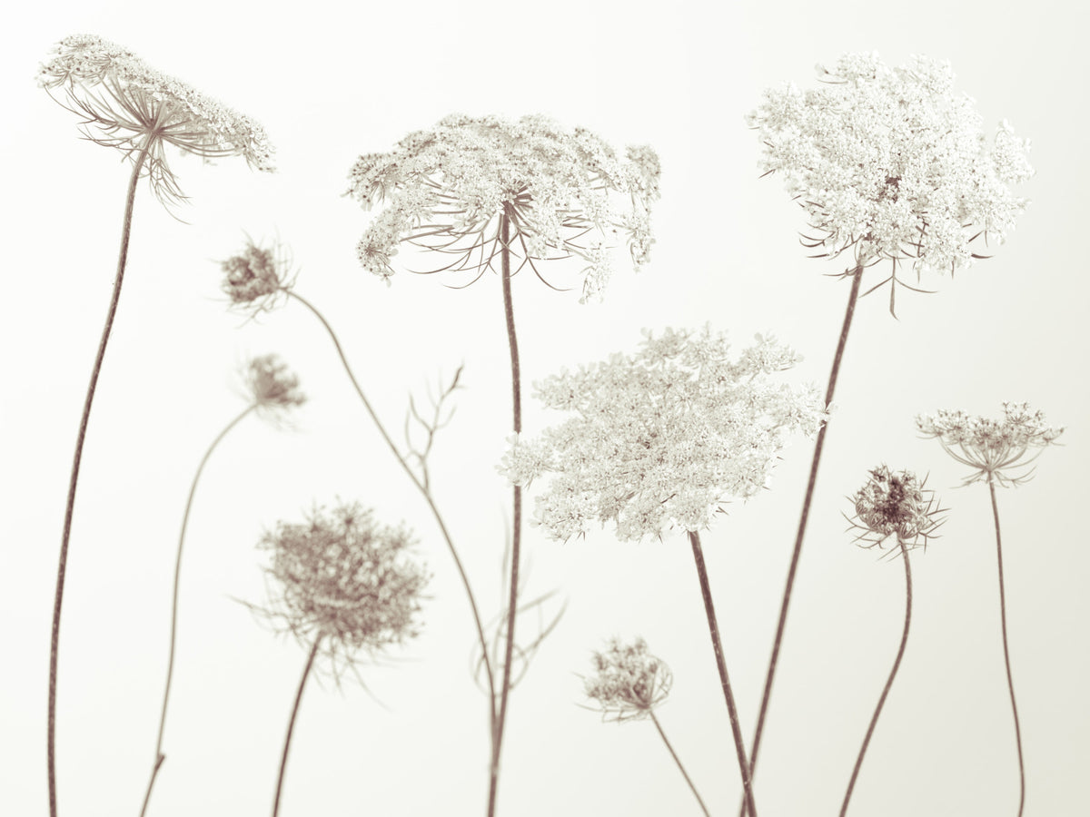 Delicate Beauty Wall Mural in your room — zoomed
