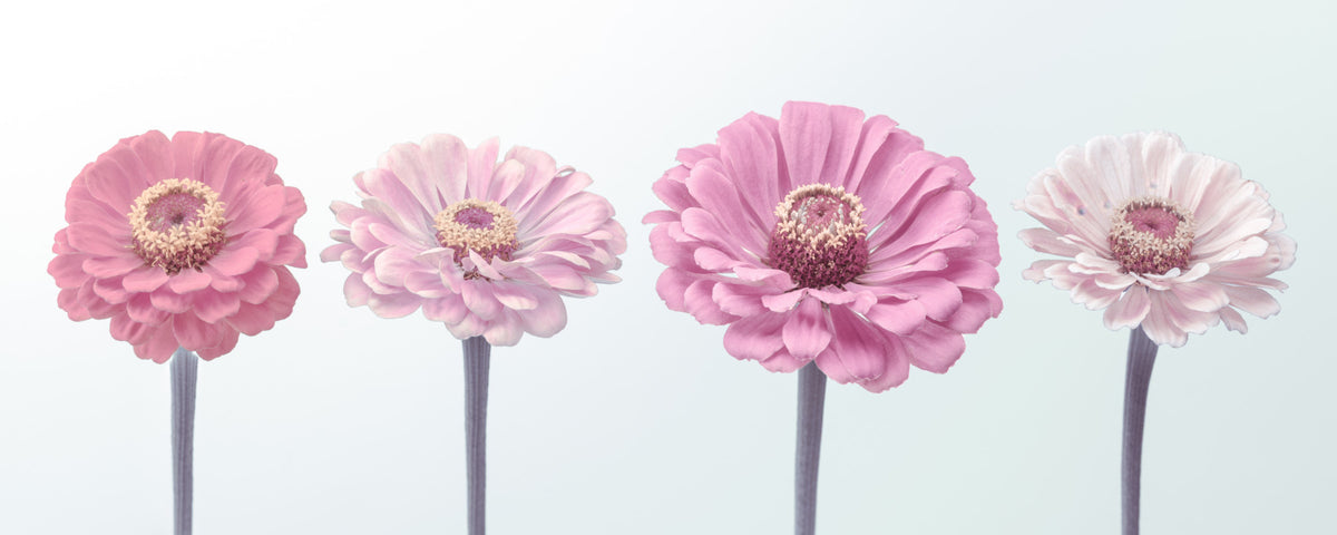 Zinnia Dream Wall Mural in your room — zoomed