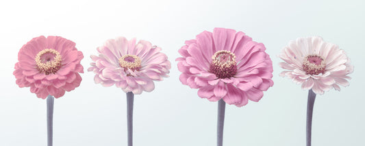 Zinnia Dream Wall Mural