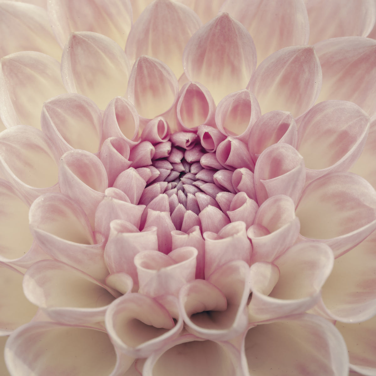 Blush Bloom Wall Mural in your room — zoomed