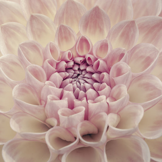 Blush Bloom Wall Mural