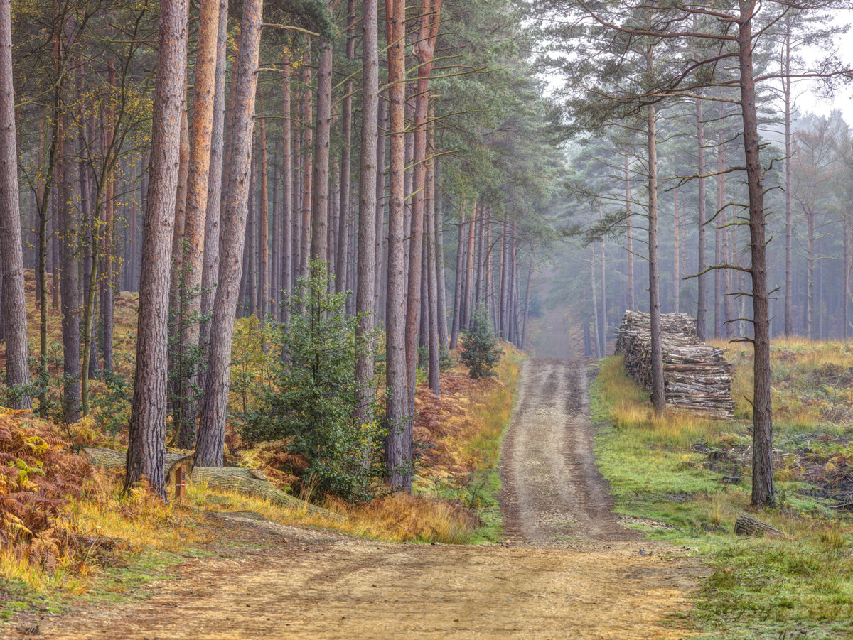 Serene Road Through Autumn Splendor Wall Mural in your room