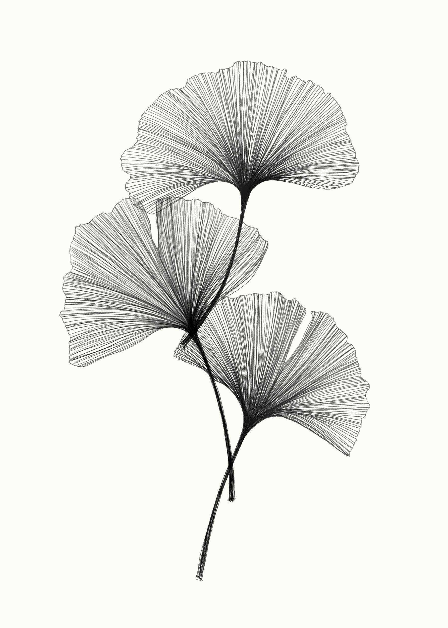 Ginkgo Line Wall Mural