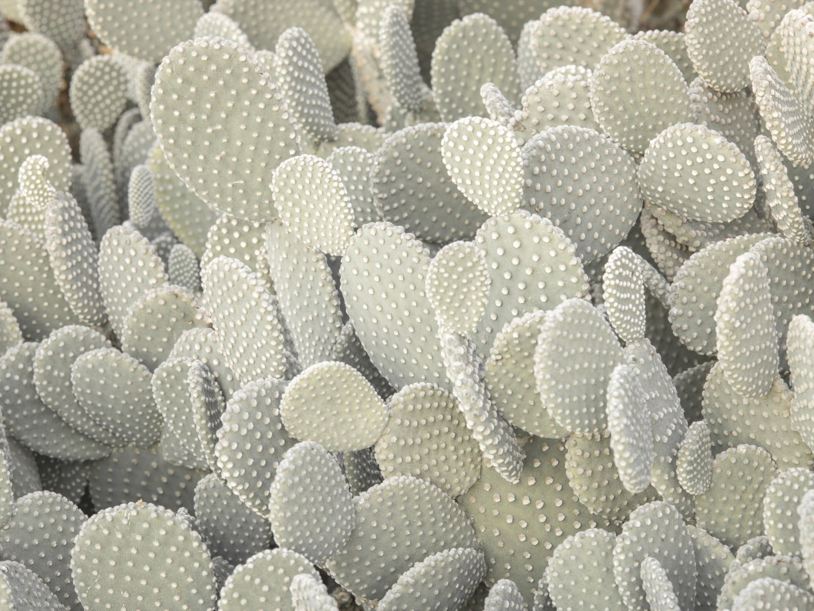 Serene Cactus Cluster Wall Mural