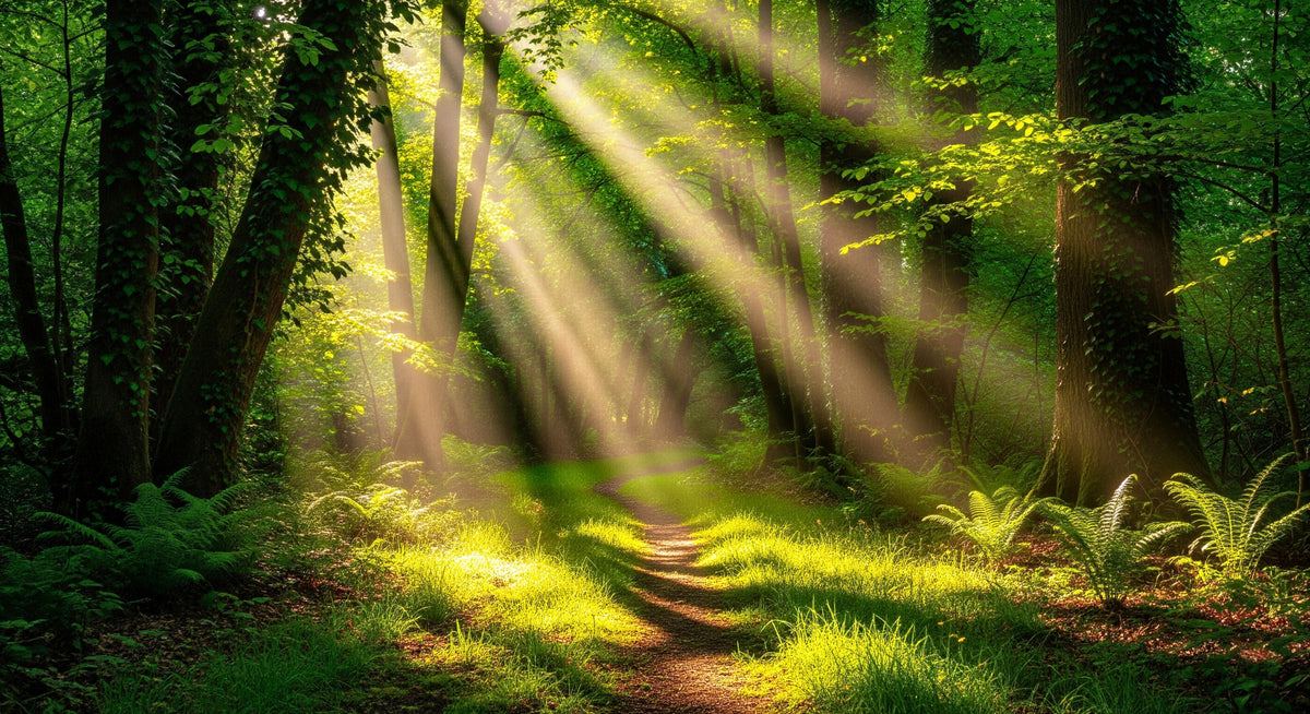 Sunlit Path Wall Mural in your room