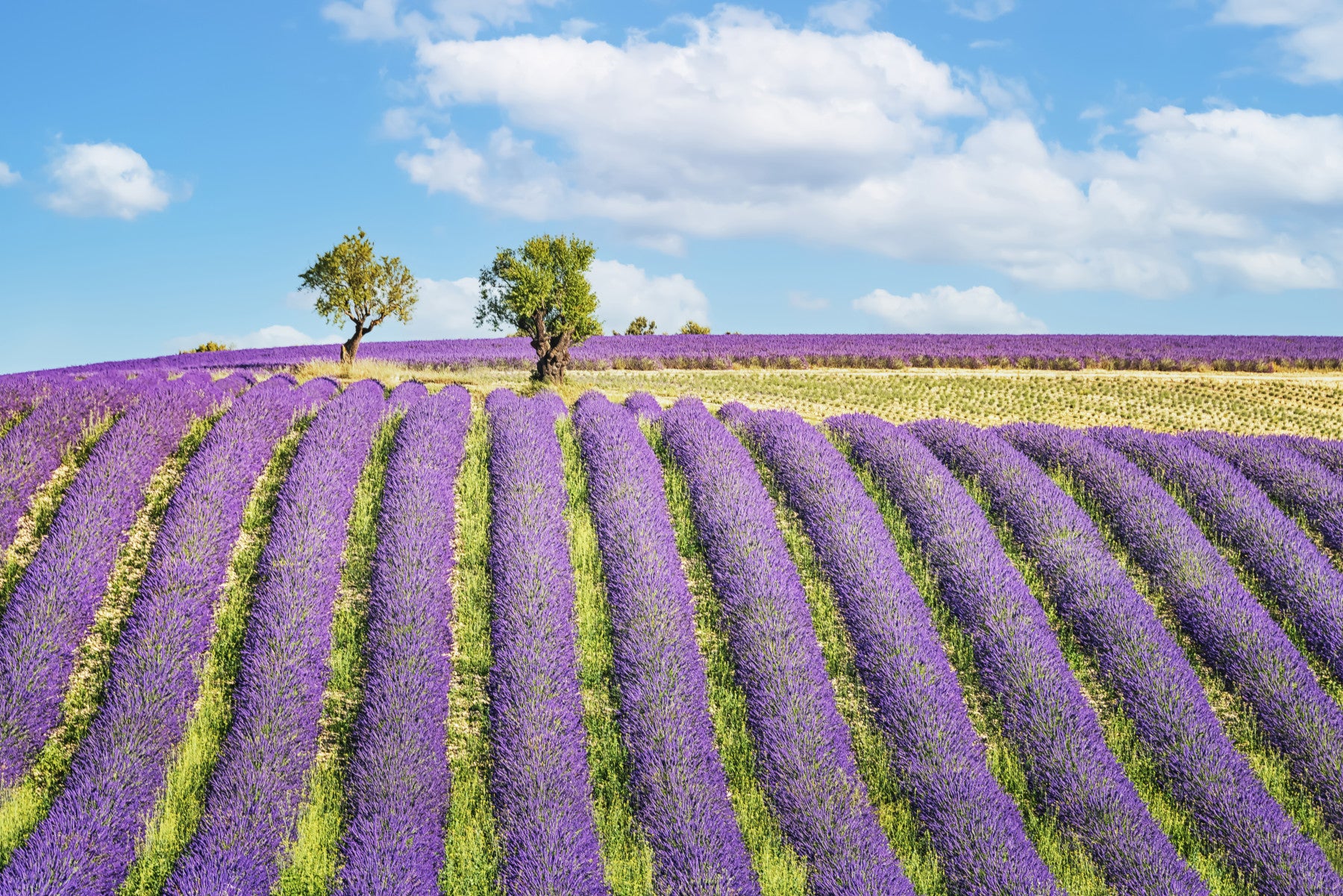 Provence Dreams Wall Mural