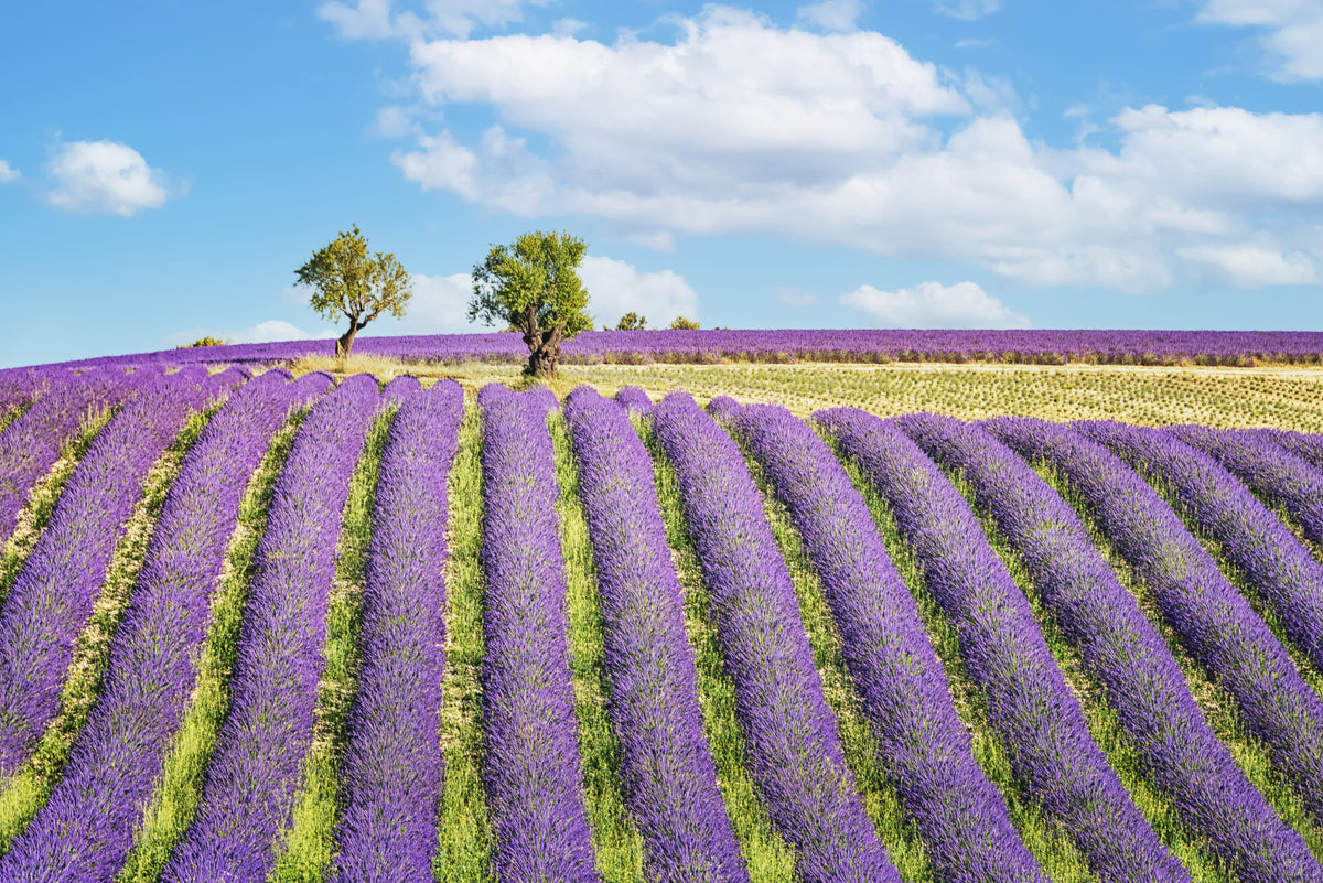 Provence Dreams Wall Mural in your room