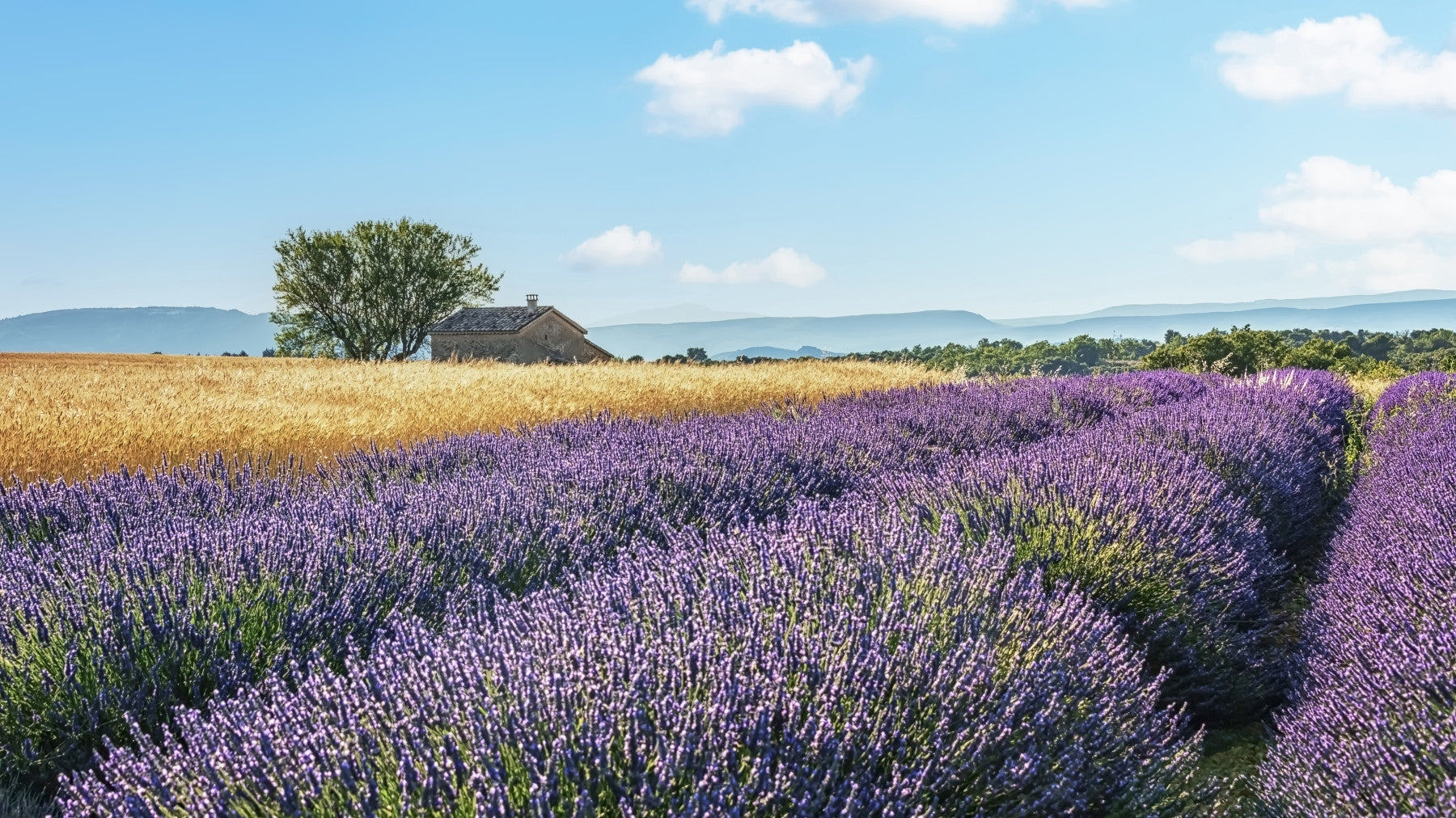 Lavender Fields Escape Wall Mural