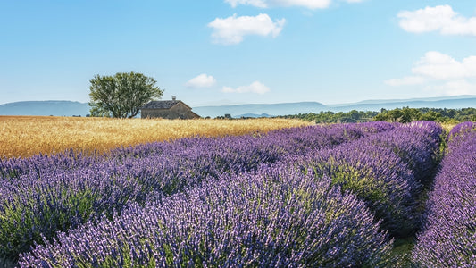 Lavender Fields Escape Wall Mural