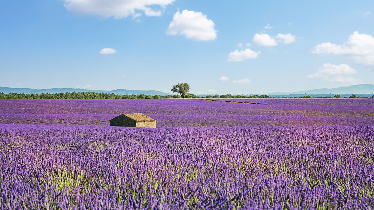 Provence Landscape Wall Mural