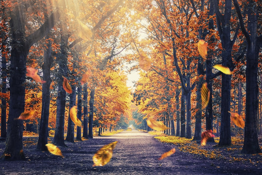 Autumn's Golden Path Wall Mural