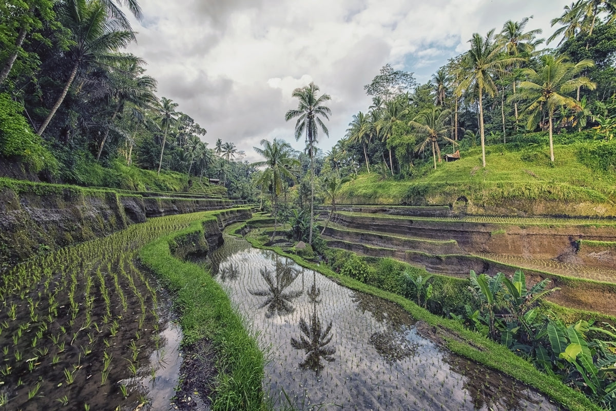 Bali Rice Fields Wall Mural in your room — zoomed