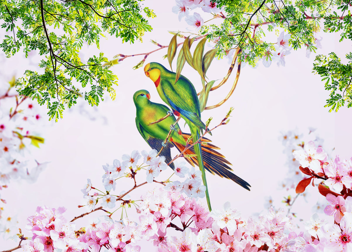 Cherry Blossom Parrots Wall Mural in your room — zoomed